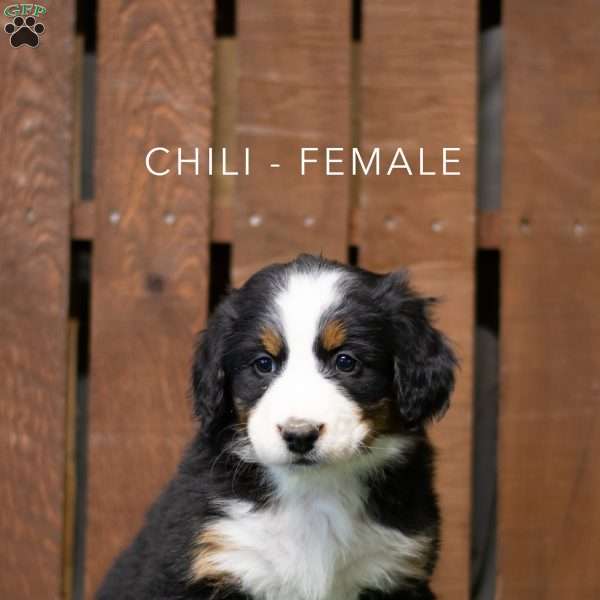 Chili, Bernese Mountain Dog Puppy